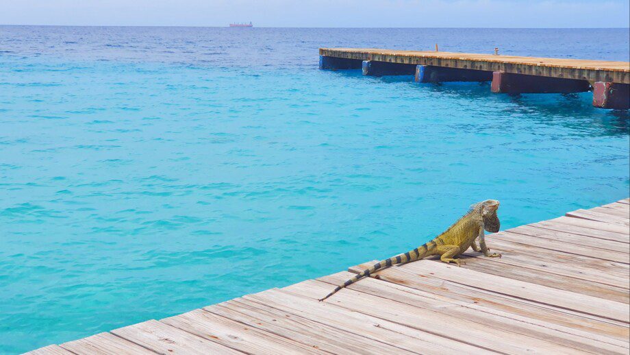 Dreams Curaçao Resort, Spa, & Casino