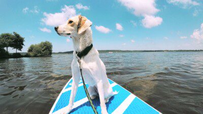 5 Best Paddleboards for Dogs